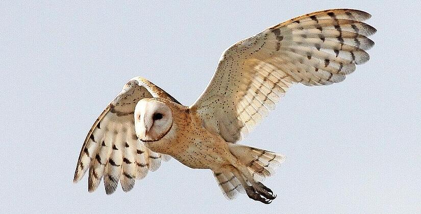 Eine Schleiereule im Flug. Eine Schleiereule im Flug.