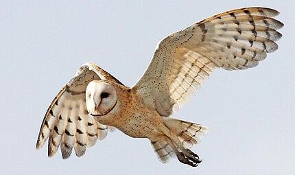 Eine Schleiereule im Flug.