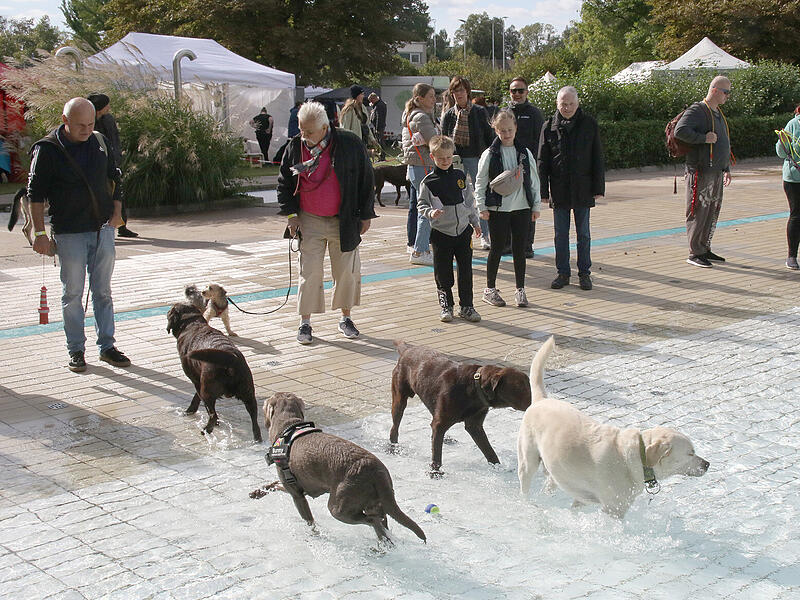 Hundebadetag Aquaria 2024Hundebadetag im Aquaria 2024 Hundebadetag Aquaria 2024Hundebadetag im Aquaria 2024