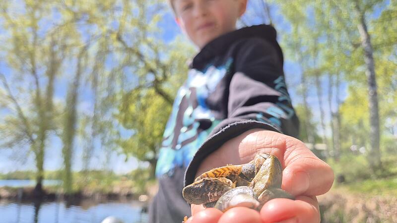 Ein Bub h&auml;lt an einem Bamberger Baggersee Dreikant-Muscheln in der Hand.