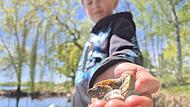 Ein Bub h&auml;lt an einem Bamberger Baggersee Dreikant-Muscheln in der Hand.