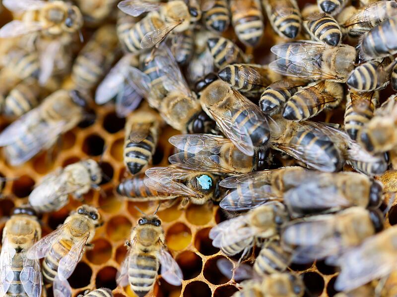 Bienenschutz in NRW Bienenschutz in NRW