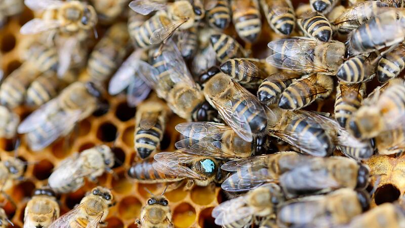 Bienenschutz in NRW