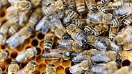Bienenschutz in NRW