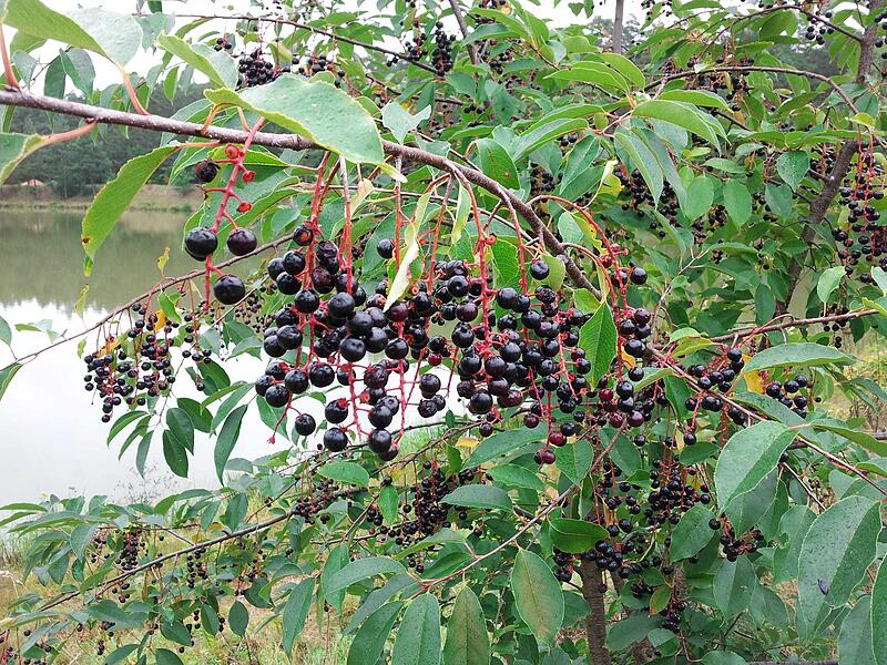 LBV: Serie über fremde Arten in Coburg - die Traubenkirsche LBV: Serie über fremde Arten in Coburg - die Traubenkirsche