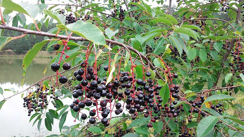 LBV: Serie über fremde Arten in Coburg - die Traubenkirsche LBV: Serie über fremde Arten in Coburg - die Traubenkirsche