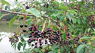 LBV: Serie über fremde Arten in Coburg - die Traubenkirsche LBV: Serie über fremde Arten in Coburg - die Traubenkirsche
