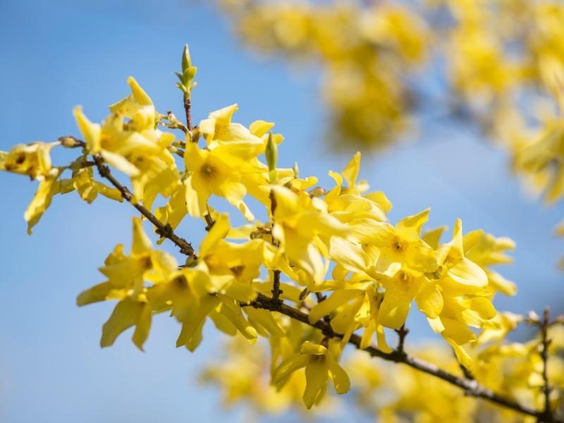 Forsythienblüte