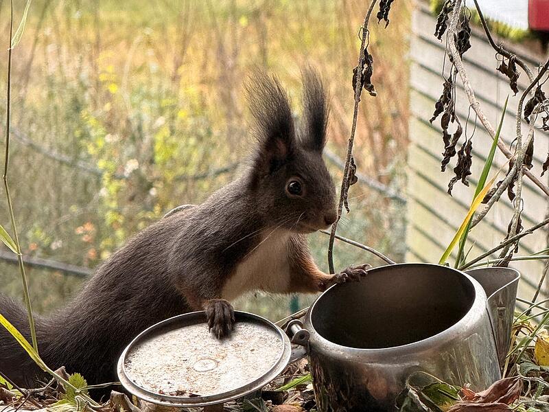 Der Bund Naturschutz ruft die Kulmbacher auf, Eichh&ouml;rnchen zu z&auml;hlen.