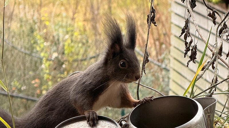 Der Bund Naturschutz ruft die Kulmbacher auf, Eichh&ouml;rnchen zu z&auml;hlen.