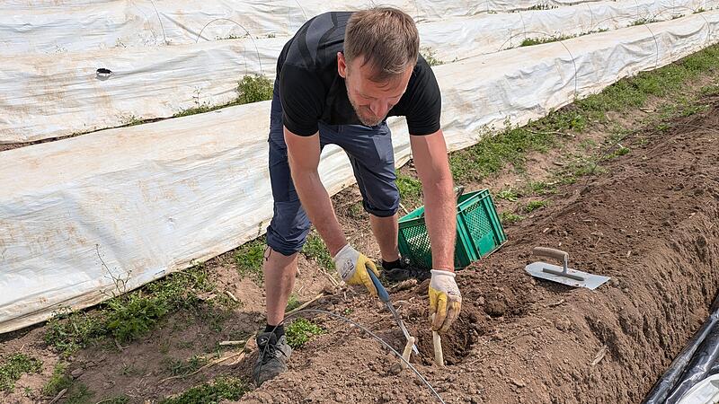 Erntehelfer Gregor bei der Spargelernte in Rothwind