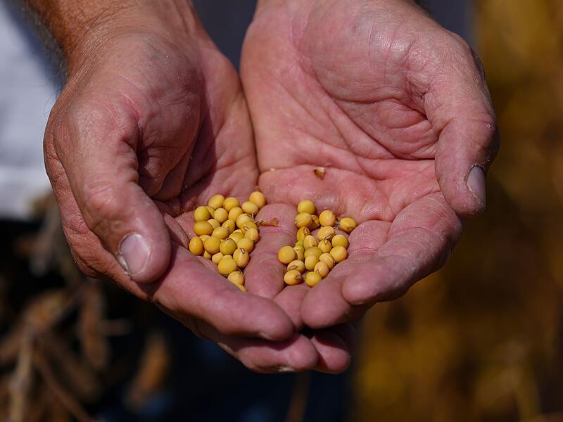 Sojabohnenernte in den USA