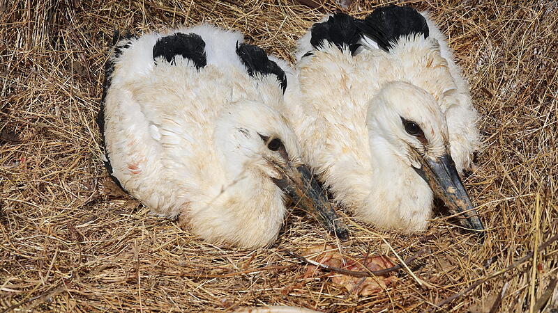 Störche schwer verletzt: Tierarzt aus Coburg rettet sie
