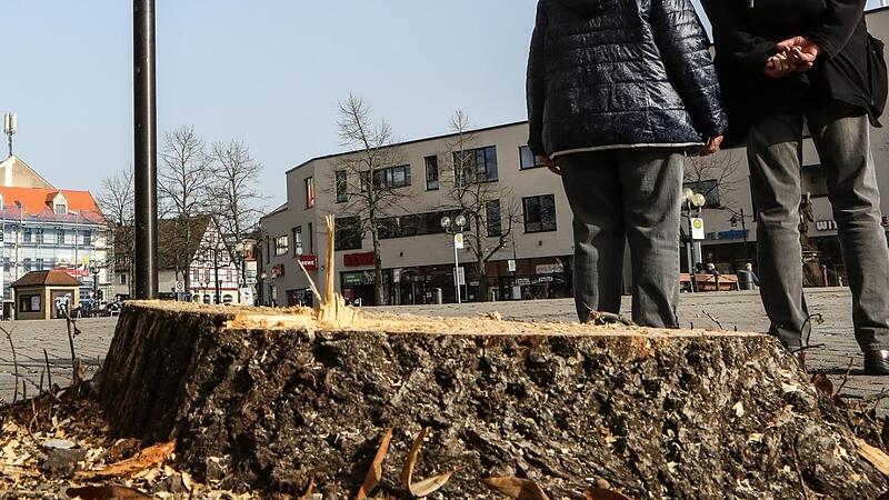 Zwei Linden am Forchheim Paradeplatz sind weg und trotzdem großes Gesprächsthema.Forchheim & Fränkische Schweiz Zwei Linden am Forchheim Paradeplatz sind weg und trotzdem großes Gesprächsthema.Forchheim & Fränkische Schweiz