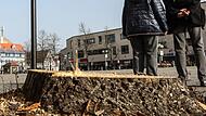 Zwei Linden am Forchheimer Paradeplatz sind weg und trotzdem großes Gesprächsthema.Forchheim & Fränkische Schweiz
