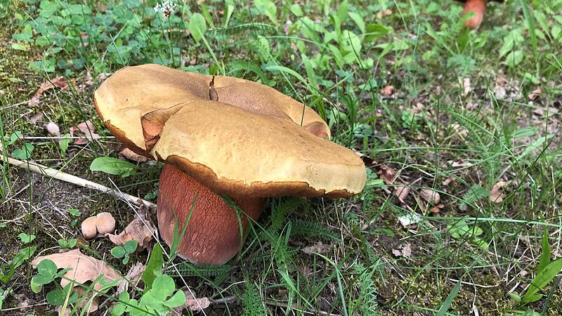 Dieser Pilz w&auml;chst ebenfalls an der H&ouml;chstadter Stra&szlig;e.