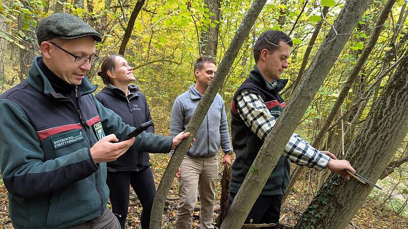 Martin Renger, Simone Schrenker, Jens Haertel, Florian Schulte vermessen und erfassen eine Mehlbeere bei Serkendorf.